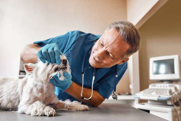 Best Dentist for Tooth Abscess  in Pinckney, MI